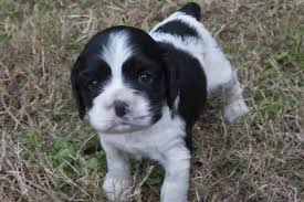 This little buddy is baby blue and he is an pure american cocker spaniel he is apri registerable. Adorable Akc Cocker Spaniel Puppies Ready For Their Forever Home For Sale In Goldsboro North Carolina Classified Americanlisted Com