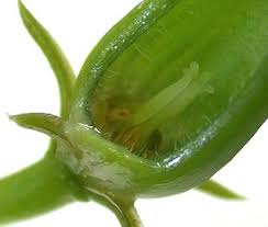 Image result for Ceropegia monteiroae