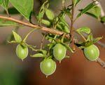 Image result for Diospyros loureiriana