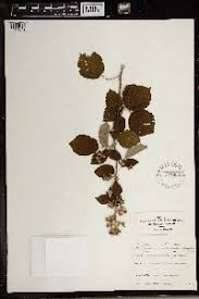 Image result for Rubus chapmanianus