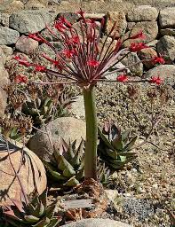 Image result for Brunsvigia