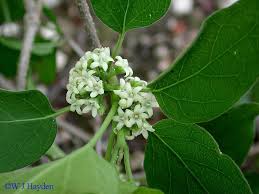 Image result for Marsdenia dregea