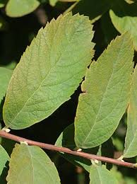 Image result for Spiraea douglasii