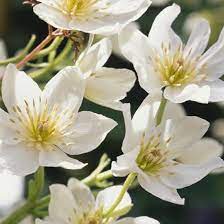 Pruning of early clematis is optional but worth doing every. Clematis Early Sensation Clematis Group 1 Clematis North Facing Garden White Flowers
