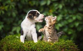 A Los Cuantos Dias Abren Los Ojos Los Perros Abren Los Ojos Los Cachorros
