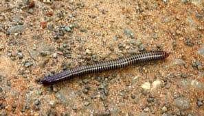 That's what this group is about. How To Get Rid Of Millipedes Control Prevention Guide