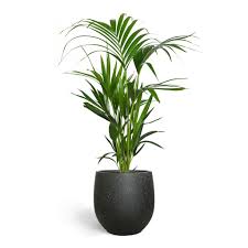 Image result for Howea