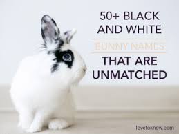 Find the perfect bunny black & white stock photos and editorial news pictures from getty images. 50 Black And White Bunny Names That Are Unmatched Lovetoknow