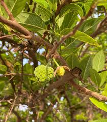 Image result for Annonaceae