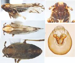 Image result for Hirpicium gorterioides