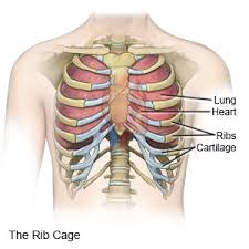 They are enclosed by the rib cage and the. Rib Injuries Beaumaris Physiotherapy
