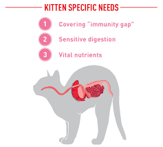 Determine gender difference in cats → references. Royal Canin Baby Cat Kitten Milk 300g Medicanimal Com