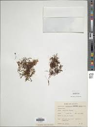 Image result for Crepidomanes mannii