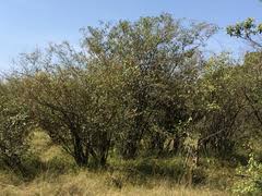 Image result for Croton dichogamus