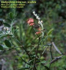 Image result for Indigofera subulata