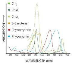 Algae Phytoplankton And Chlorophyll Environmental Measurement Systems Chlorophyll Photosynthesis Algae
