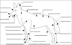 That is exactly what you will find in this dogappy article. Label Dog Anatomy Printout Enchantedlearning Com