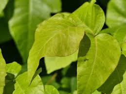 Image result for Hyparrhenia anemopaegma