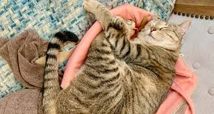 Chronic renal failure is a slowly progressing disease that affects older cats and is the leading cause of death. How Long Can A Cat Live With Kidney Failure The Crazy Cat Lady Tips