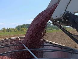 We did not find results for: Tariffs Leave Minn S Nation Leading Kidney Bean Crop In Limbo Mpr News