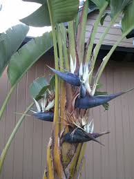 Giant Bird Of Paradise Houseplant Giant Black Bird Of Paradise Photo By Amb Decoracao Com Flores Artificiais Arranjos De Flores Tropicais Flores Tropicais