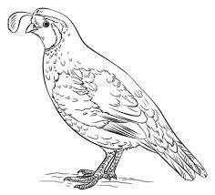 California Valley Quail Coloring Page Free Printable Coloring Pages California Poppy Drawing Poppy Drawing Drawings