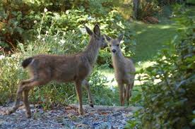 The favored fruits which the deer eat are apples it loves to eat grass, plants, flowering weeds, fallen leaves, twigs, buds, and perennials. Deer Resistant Plants Mgabc