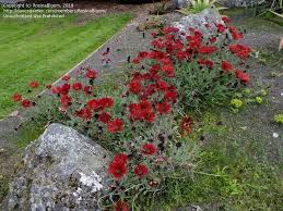 Image result for Artabotrys stolzii