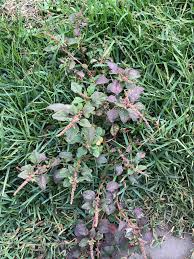 Image result for Amaranthus dubius