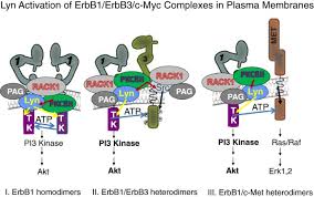 Lyn poured her heart and soul, and mastery of genealogy into compiling documents, maps, photographs and history on the starrs of. Lyn A Src Family Kinase Regulates Activation Of Epidermal Growth Factor Receptors In Lung Adenocarcinoma Cells Molecular Cancer Full Text