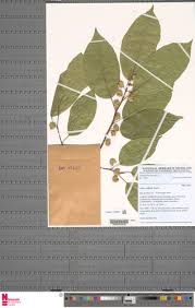 Image result for Ficus variifolia