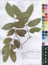 Image result for Berlinia orientalis