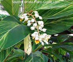 Shell Like Flowers On A Variegated Shell Ginger Plant They Are Not Reliably Evergreen They Die To The Ground When Winter T Ginger Plant Plants Plant Guide