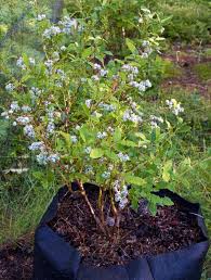 How To Grow Blueberries In Containers Growing Blueberries Container Gardening Vegetables Container Gardening