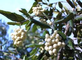 Image result for Curtisia dentata