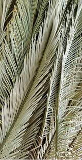 Dried Palm Fronds Dried Sago Palms Dried Palm Leaves Etsy Desert Decor Nature Decor Green Aesthetic