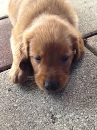 My golden retriever litters are akc registered, vet checked, have their first shots and deworming. Golden Retriever Puppies For Sale Jacksonville Fl 179229