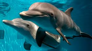 Pin On Dolphins Porpoises