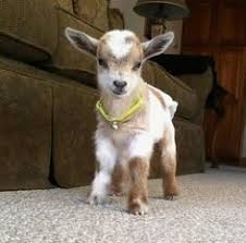 105 likes · 46 talking about this. Las Mejores 8 Ideas De Cabras Enanas Cabras Enanas Cabras Animales Bebes