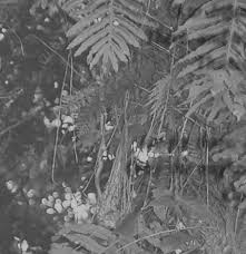 Image result for Aeschynomene pawekiae