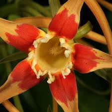 Image result for Strophanthus speciosus