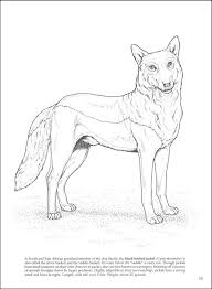 Call Of The Wild Coloring Pages Animal Coloring