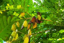 Image result for Caesalpinia sappan