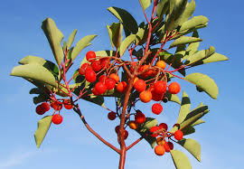 Image result for Andrachne