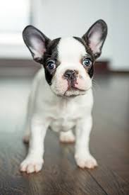 Illustration french bulldog pattern, wallpaper and background animal. Free Download French Bulldog Puppy Wallpaper 2951 Best Wallpapers French 667x1000 For Your Desktop Mobile Tablet Explore 99 French Bulldogs Wallpapers French Bulldogs Wallpapers Bulldogs Wallpapers Uga Bulldogs Wallpaper