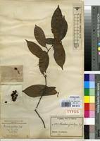 Image result for Rinorea angustifolia