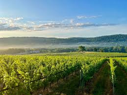 Image result for Harveya alba