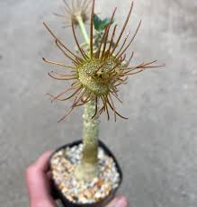Image result for Dorstenia
