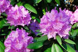 Are mums poison for dogs? Photos Of Poisonous Plants And Flowers For Dogs