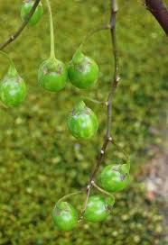 Kangaroo Apple Solanum Laciniatum The Fruit Is Used As A Poultice On Swollen Joints The Plant Contains A Steroid Whi Frutas Exoticas Australianos Plantas